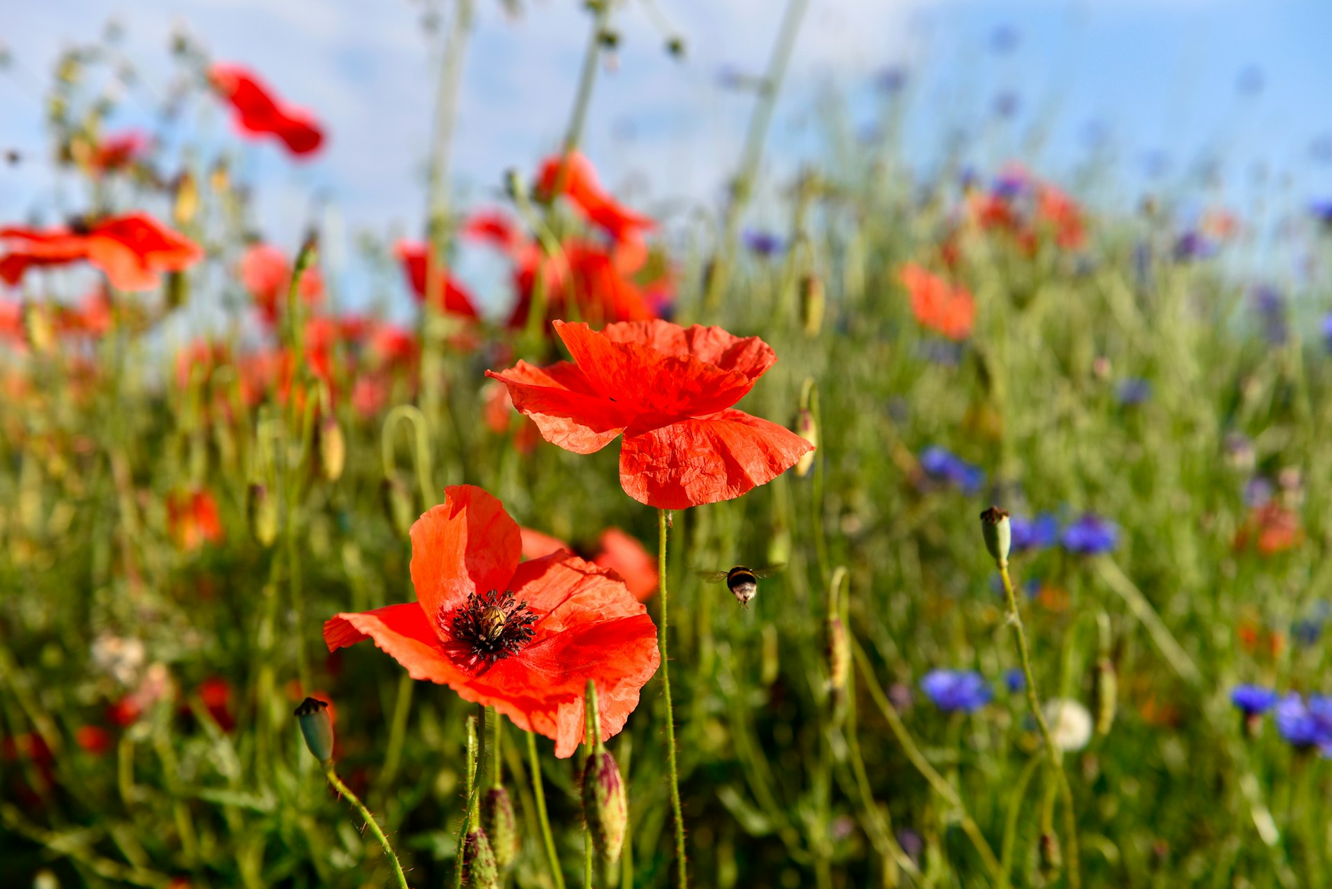 Champ de coquelicots Champ de coquelicots